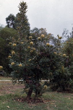 APII jpeg image of Banksia aemula  © contact APII