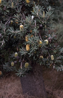 APII jpeg image of Banksia integrifolia  © contact APII