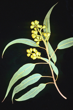 APII jpeg image of Corymbia watsoniana subsp. capillata  © contact APII