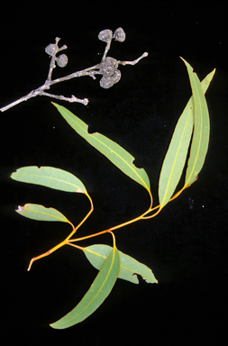 APII jpeg image of Eucalyptus cloeziana  © contact APII