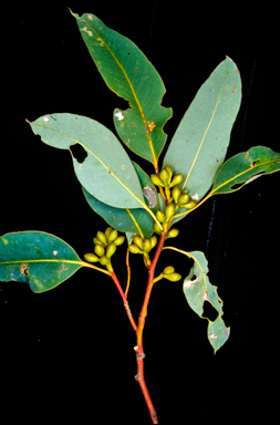 APII jpeg image of Eucalyptus grisea  © contact APII