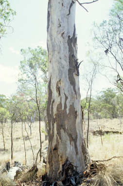 APII jpeg image of Eucalyptus grisea  © contact APII