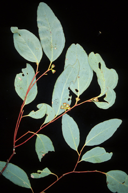 APII jpeg image of Eucalyptus melliodora  © contact APII