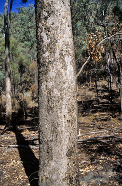 APII jpeg image of Eucalyptus melliodora  © contact APII