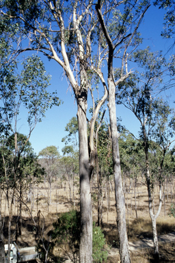 APII jpeg image of Eucalyptus microcarpa  © contact APII