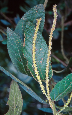 APII jpeg image of Acalypha nemorum  © contact APII