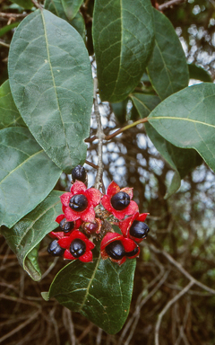 APII jpeg image of Clerodendrum tomentosum  © contact APII