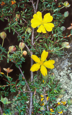 APII jpeg image of Hibbertia pedunculata  © contact APII