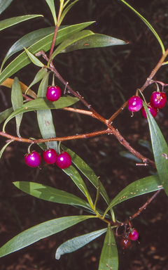 APII jpeg image of Myoporum montanum  © contact APII