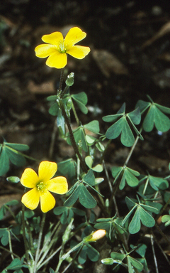 APII jpeg image of Oxalis radicosa  © contact APII