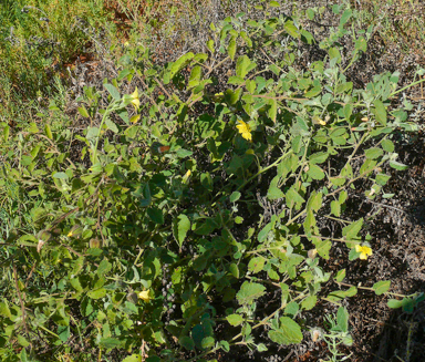 APII jpeg image of Abutilon fraseri  © contact APII