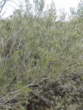 APII jpeg image of Acacia kempeana  © contact APII