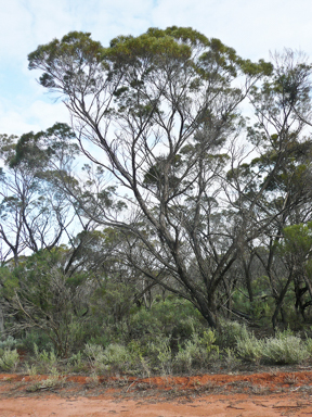 APII jpeg image of Acacia loderi  © contact APII