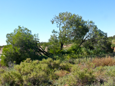APII jpeg image of Acacia oswaldii  © contact APII