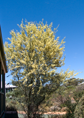 APII jpeg image of Acacia victoriae  © contact APII