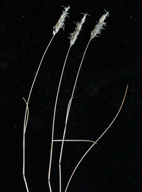 APII jpeg image of Amphipogon caricinus var. caricinus  © contact APII