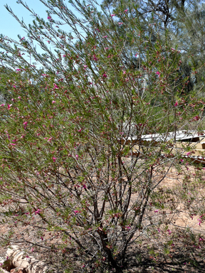 APII jpeg image of Eremophila alternifolia  © contact APII