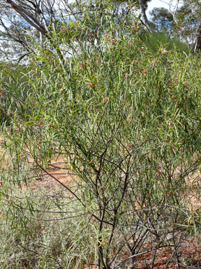 APII jpeg image of Eremophila longifolia  © contact APII