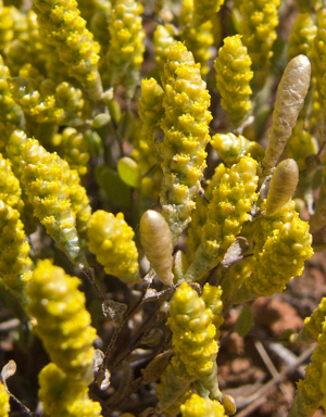 APII jpeg image of Gnephosis tenuissima  © contact APII