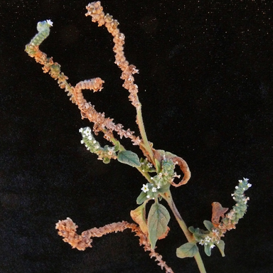 APII jpeg image of Heliotropium europaeum  © contact APII