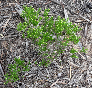 APII jpeg image of Kippistia suaedifolia  © contact APII
