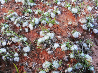 APII jpeg image of Lemooria burkittii  © contact APII