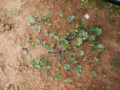 APII jpeg image of Malva parviflora  © contact APII