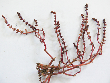 APII jpeg image of Myriophyllum verrucosum  © contact APII