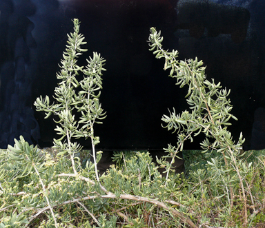 APII jpeg image of Nitraria billardierei  © contact APII