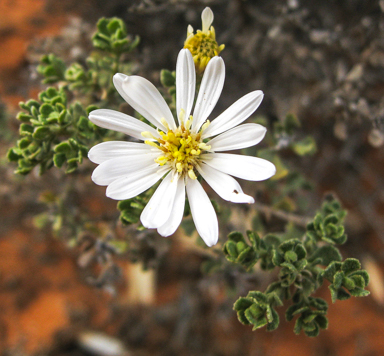 APII jpeg image of Olearia minor  © contact APII