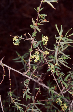 APII jpeg image of Pimelea microcephala subsp. microcephala  © contact APII