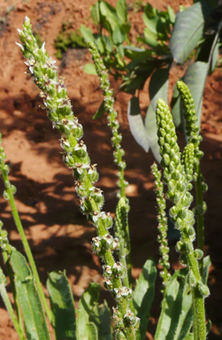 APII jpeg image of Plantago cunninghamii  © contact APII