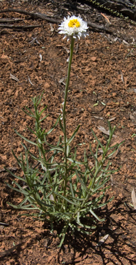 APII jpeg image of Polycalymma stuartii  © contact APII