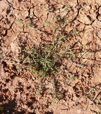 APII jpeg image of Polygonum plebeium  © contact APII