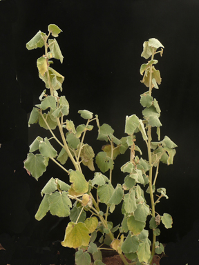 APII jpeg image of Radyera farragei  © contact APII