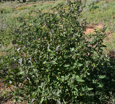 APII jpeg image of Solanum nigrum  © contact APII