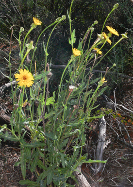 APII jpeg image of Sonchus asper  © contact APII