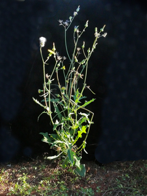 APII jpeg image of Sonchus asper  © contact APII