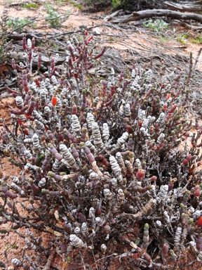 APII jpeg image of Tecticornia halocnemoides subsp. Halocnemoides  © contact APII