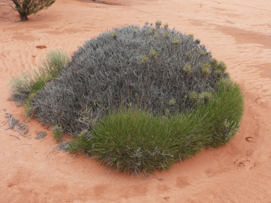 APII jpeg image of Triodia scariosa  © contact APII