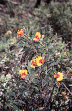 APII jpeg image of Podolobium alpestre  © contact APII