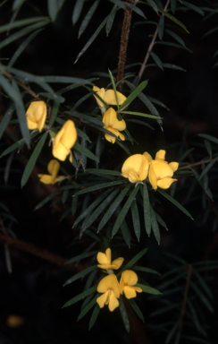 APII jpeg image of Pultenaea blakelyi  © contact APII
