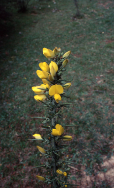 APII jpeg image of Ulex europaeus  © contact APII