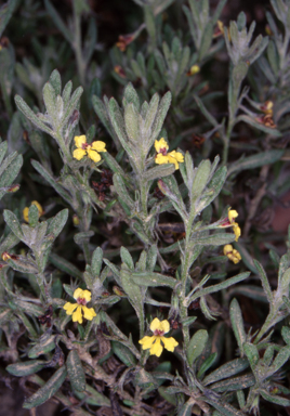 APII jpeg image of Goodenia heterophylla subsp. montana  © contact APII