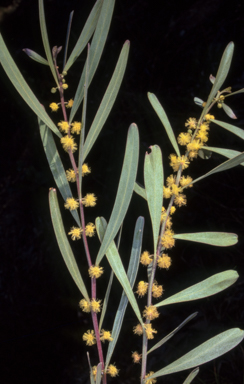 APII jpeg image of Acacia stricta  © contact APII