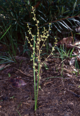 APII jpeg image of Lomandra micrantha subsp. tuberculata  © contact APII