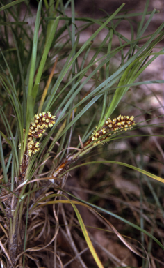 APII jpeg image of Lomandra confertifolia subsp. similis  © contact APII