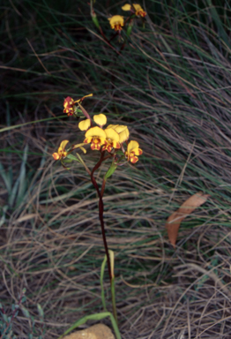 APII jpeg image of Diuris semilunulata  © contact APII