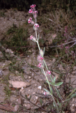 APII jpeg image of Silene gallica var. quinquevulnera  © contact APII