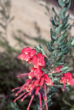 APII jpeg image of Grevillea baueri subsp. asperula  © contact APII